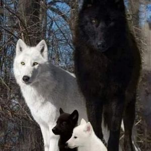 Meet your Posher, Salome